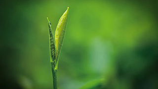 這片樹葉，改變了世界！