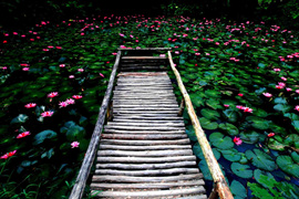 踱步花間，邂逅美麗