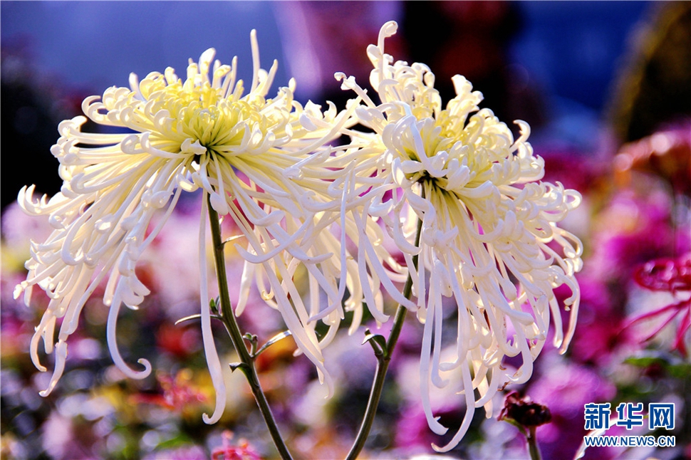 金秋時節(jié)，菊潤車城