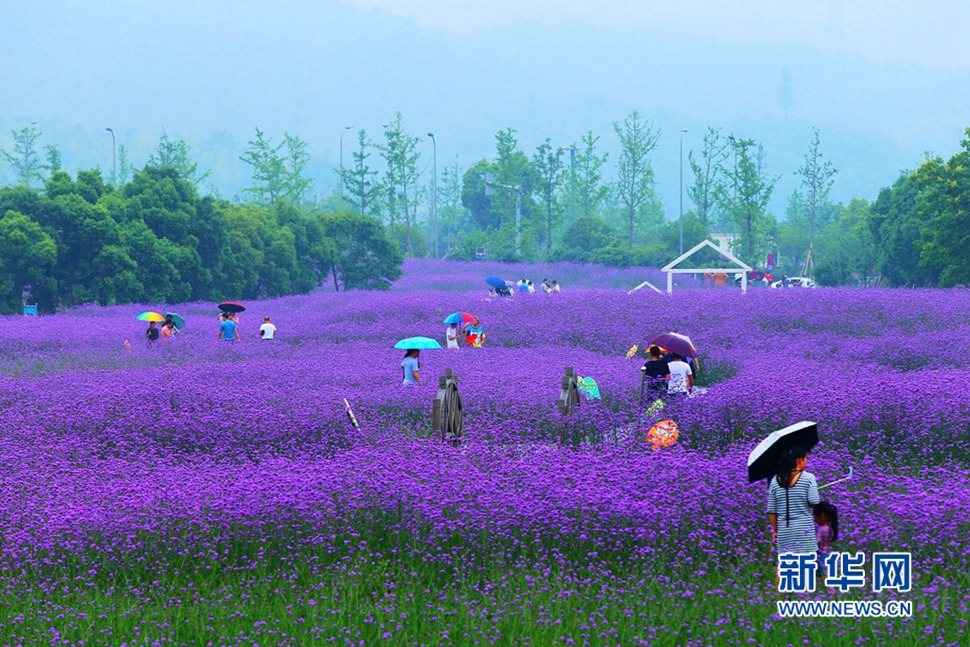 雨中游蓀湖花海，美翻了！