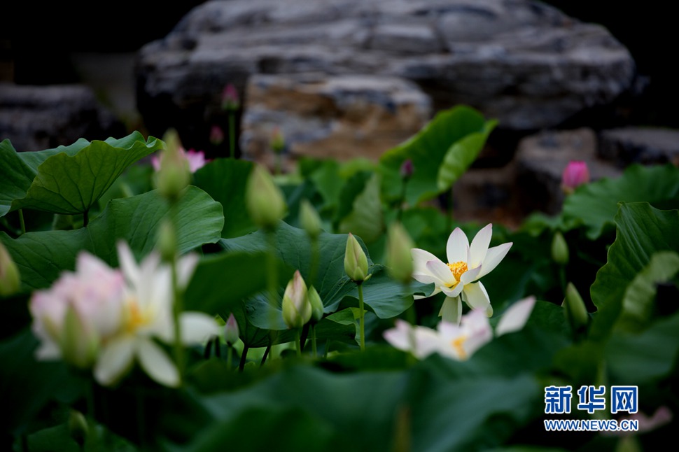 蓮花池的荷花開了