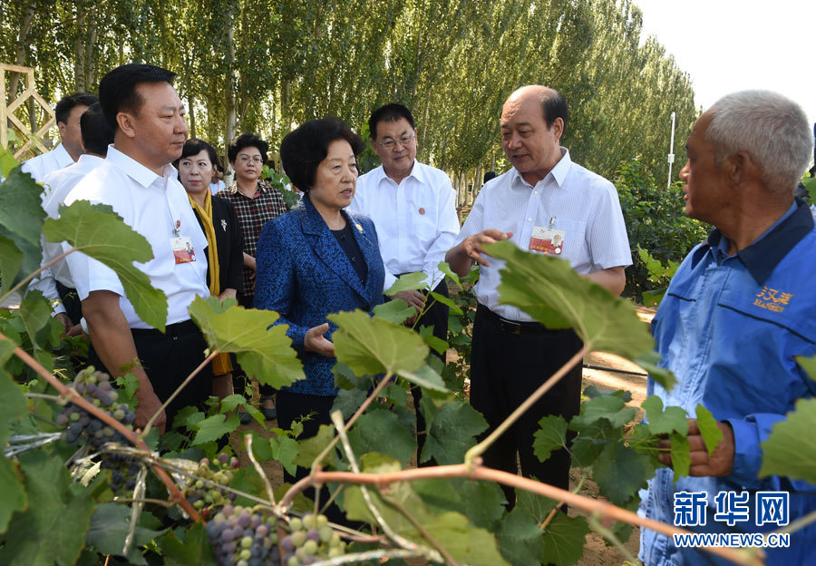 8月9日，中共中央政治局委員、中央統(tǒng)戰(zhàn)部部長(zhǎng)、中央代表團(tuán)副團(tuán)長(zhǎng)孫春蘭率中央代表團(tuán)三分團(tuán)，先后赴內(nèi)蒙古自治區(qū)烏海市、阿拉善盟看望各族干部群眾。這是孫春蘭在烏海市漢森酒業(yè)集團(tuán)的葡萄種植園了解葡萄種植情況。新華社記者 任軍川 攝