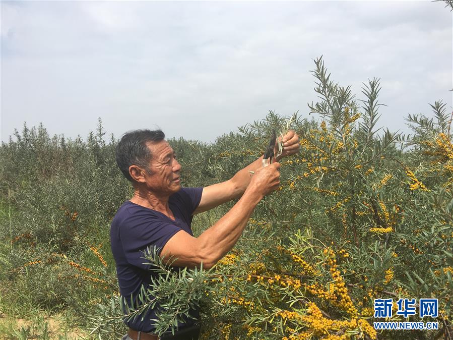 (新華全媒頭條·在習(xí)近平新時(shí)代中國(guó)特色社會(huì)主義思想指引下——新時(shí)代新作為新篇章·圖文互動(dòng))(9)綠富同興畫卷在沙海中鋪展——庫(kù)布其沙漠生態(tài)治理紀(jì)實(shí)