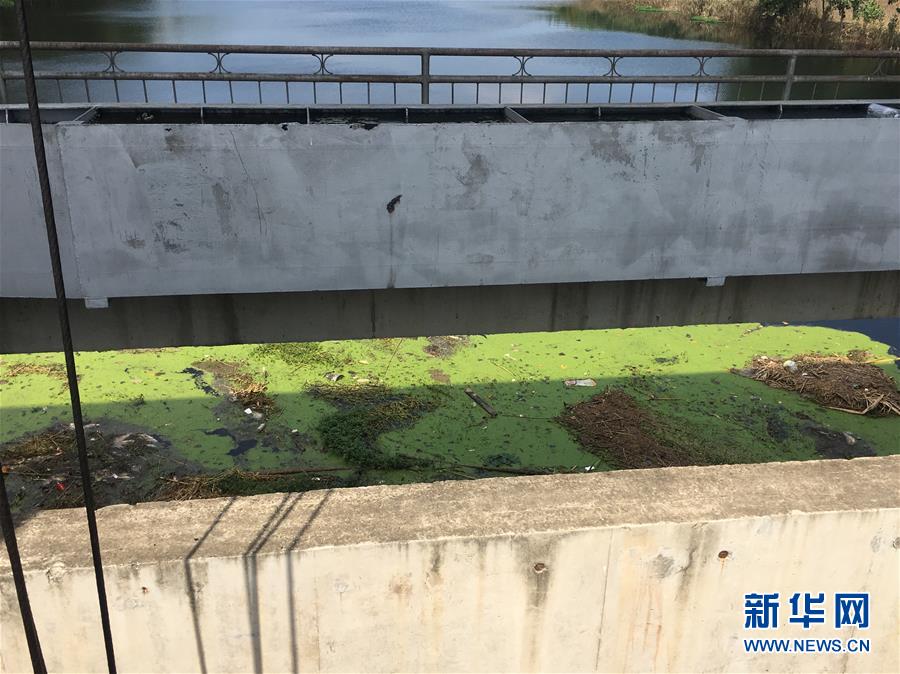 （新華視點(diǎn)·圖文互動(dòng)）（2）上游洪水來襲下游魚蟹死亡，泄洪為何變泄污？