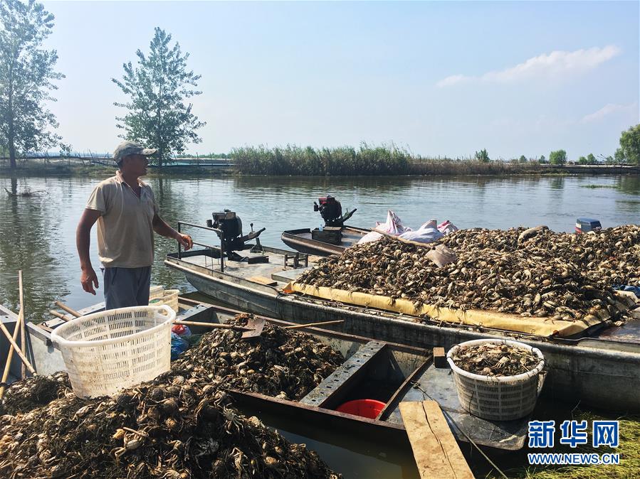 （新華視點(diǎn)·圖文互動(dòng)）（1）上游洪水來襲下游魚蟹死亡，泄洪為何變泄污？