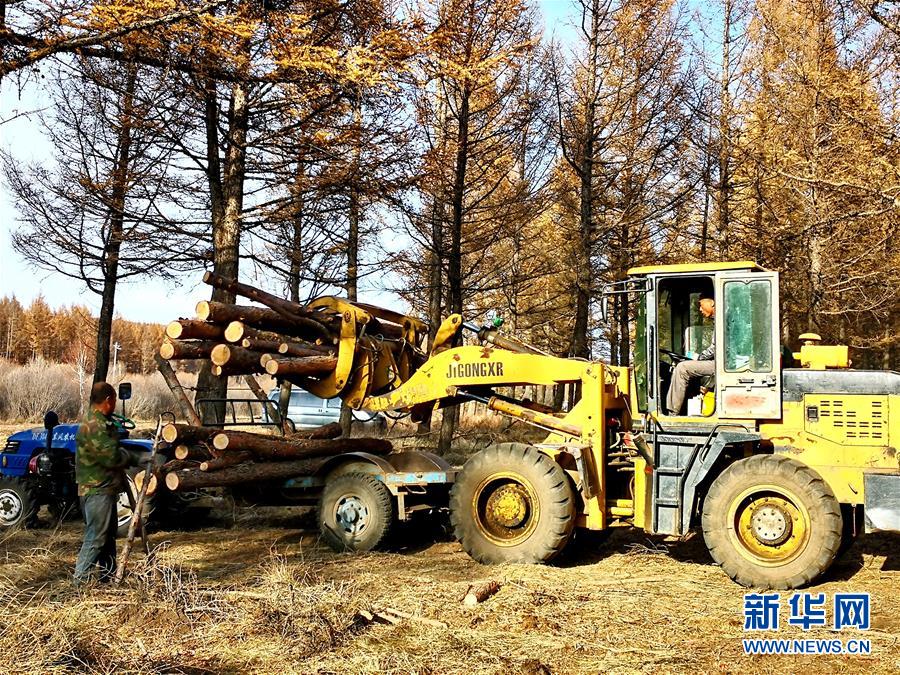 （新華全媒頭條·圖文互動）（7）那一抹綠色，走進越來越多人心里——河北塞罕壩續(xù)寫新時代綠色傳奇