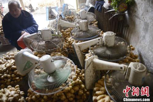 資料圖：山西太原蔬菜批發(fā)市場(chǎng)，姜販用多臺(tái)電風(fēng)扇風(fēng)干新鮮潮濕的生姜。<a target='_blank' ><p  align=