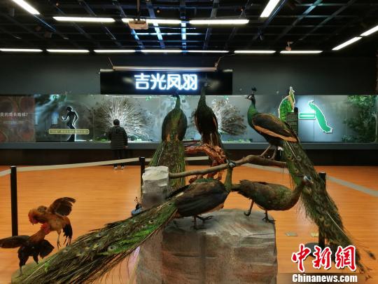 先有雞還是先有蛋？這個科普展覽有點“不一般”
