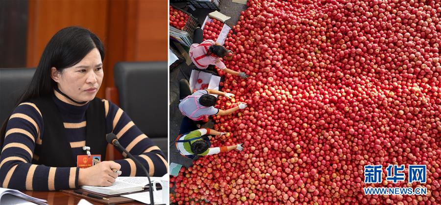 （兩會·影像鏈接）全國人大代表曾云英：新型農(nóng)業(yè)將迎來高質量發(fā)展的機遇