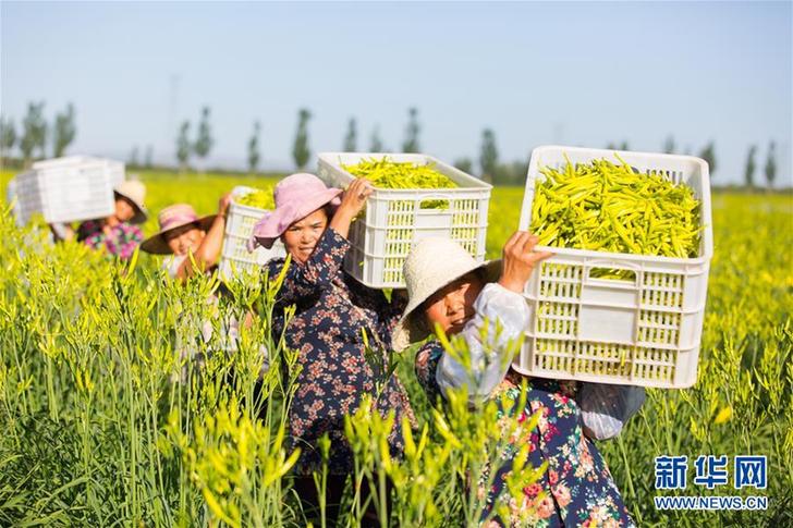 （在習(xí)近平新時(shí)代中國特色社會(huì)主義思想指引下——新時(shí)代新作為新篇章·鄉(xiāng)村振興戰(zhàn)略·圖文互動(dòng)）（1）一株忘憂草，萬家喜眉梢——山西省大同市云州區(qū)黃花產(chǎn)業(yè)扶貧觀察