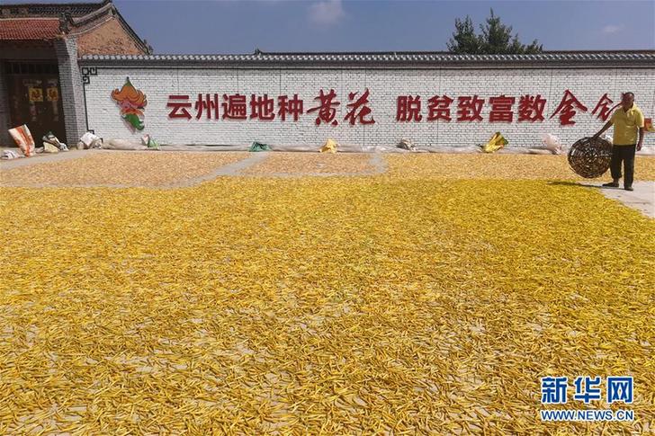 （在習(xí)近平新時(shí)代中國特色社會(huì)主義思想指引下——新時(shí)代新作為新篇章·鄉(xiāng)村振興戰(zhàn)略·圖文互動(dòng)）（2）一株忘憂草，萬家喜眉梢——山西省大同市云州區(qū)黃花產(chǎn)業(yè)扶貧觀察