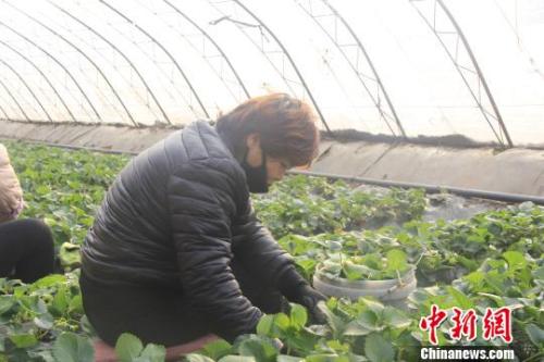 正值隆冬時(shí)節(jié)，山西省長(zhǎng)治市長(zhǎng)子縣天寒地凍，最低氣溫已有零下十幾度，當(dāng)?shù)氐氖卟舜笈飪?nèi)卻“春意盎然”、生機(jī)勃勃?！⊥蹙S寧 攝