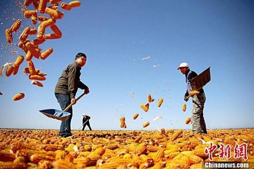 資料圖。農(nóng)民揮動(dòng)鐵锨晾曬玉米，使得滿地盡帶“黃金甲”，成為一道靚麗的風(fēng)景線。趙琳 攝