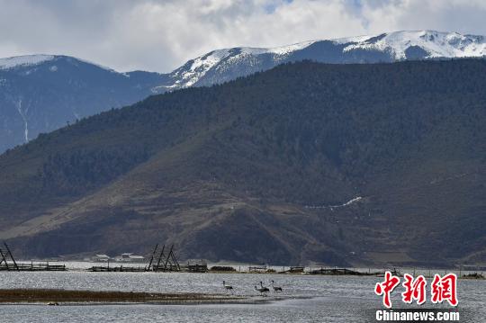 圖為在納帕海濕地棲息的候鳥?！⑷疥?攝