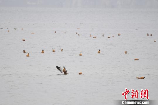 圖為在納帕海濕地棲息的候鳥?！⑷疥?攝