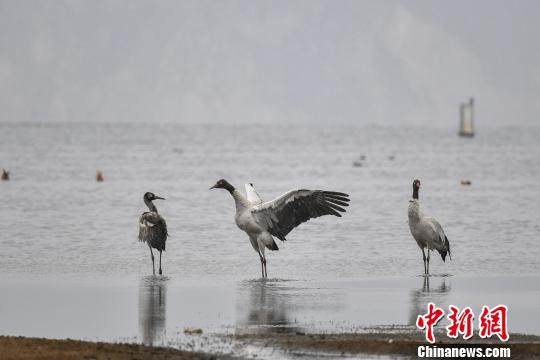圖為在納帕海濕地棲息的黑頸鶴。　劉冉陽 攝