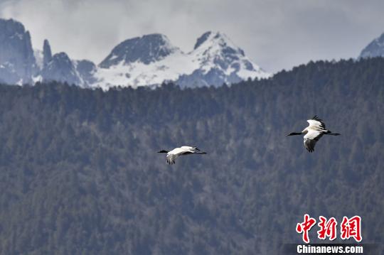 圖為在納帕海濕地上空飛翔的黑頸鶴?！⑷疥?攝