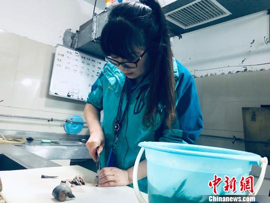 于雅麗在餌料操作間，準(zhǔn)備著動(dòng)物們的食物?！“瑧c龍 攝