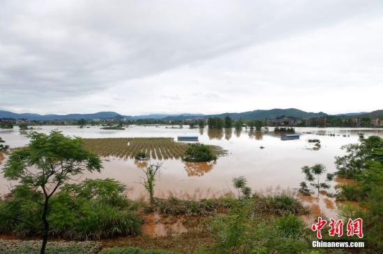資料圖：湖南省臨武縣武水鎮(zhèn)、南強(qiáng)鎮(zhèn)、汾市鎮(zhèn)、水東鎮(zhèn)、金江鎮(zhèn)等鄉(xiāng)鎮(zhèn)遭遇特大暴雨襲擊，導(dǎo)致大量民房和農(nóng)田被淹。據(jù)不完全統(tǒng)計(jì)，該縣數(shù)千戶民房被淹，數(shù)十萬(wàn)畝農(nóng)田、果園、煙田被淹斷收，直接經(jīng)濟(jì)損失達(dá)數(shù)千萬(wàn)元。災(zāi)情發(fā)生后，當(dāng)?shù)卣跋嚓P(guān)部門第一時(shí)間奔赴受災(zāi)鄉(xiāng)鎮(zhèn)轉(zhuǎn)移群眾，察看災(zāi)情并積極組織村民排澇自救、發(fā)放救災(zāi)物資、開展保險(xiǎn)理賠等工作。目前救災(zāi)工作正在有序進(jìn)行，無(wú)人員傷亡。唐盛歡 攝
