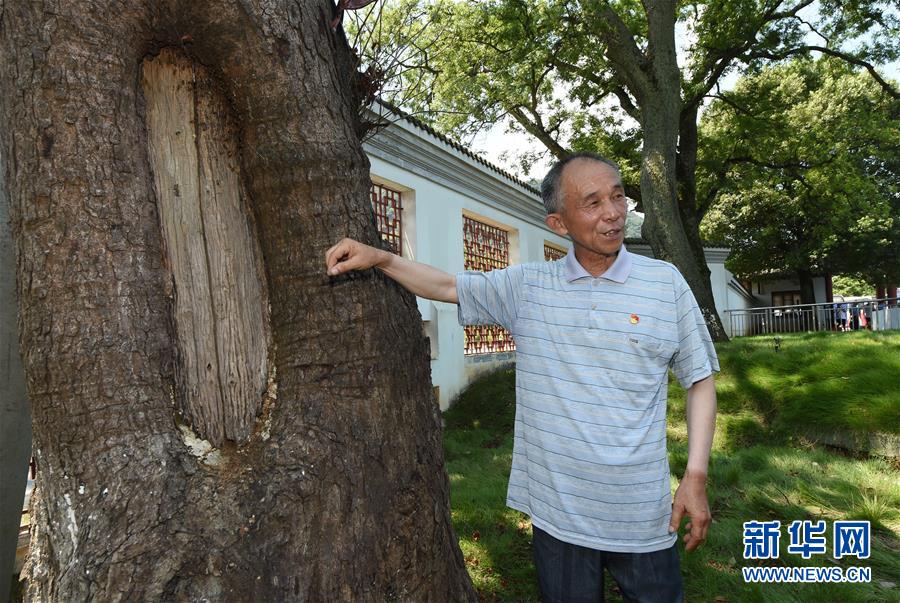 （壯麗70年·奮斗新時代——記者再走長征路·圖文互動）（2）“紅軍樹”下憶初心、守初心