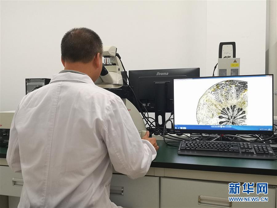 （新華調(diào)查·新中國考古重大發(fā)現(xiàn)·圖文互動）（5）?；韬睿翰粌H僅是“黃金大墓”
