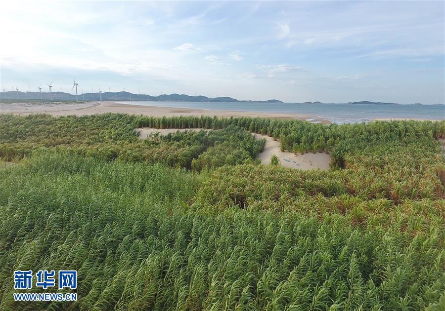 （不忘初心、牢記使命·圖文互動）（2）拳拳寸草心 濃濃報國情——記“菌草之父”林占熺