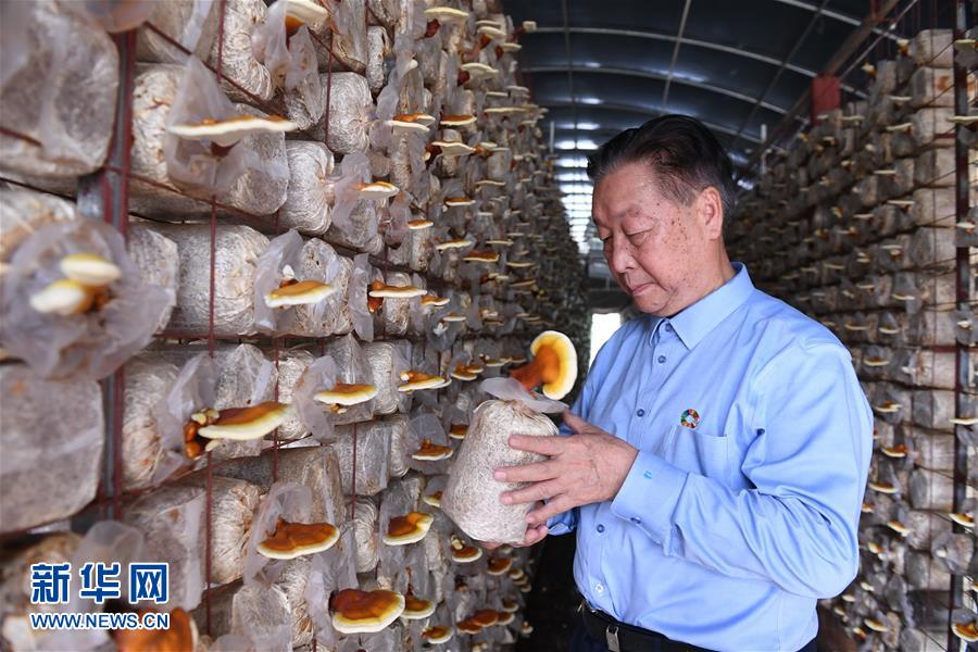 （不忘初心、牢記使命·圖文互動）（1）拳拳寸草心 濃濃報國情——記“菌草之父”林占熺
