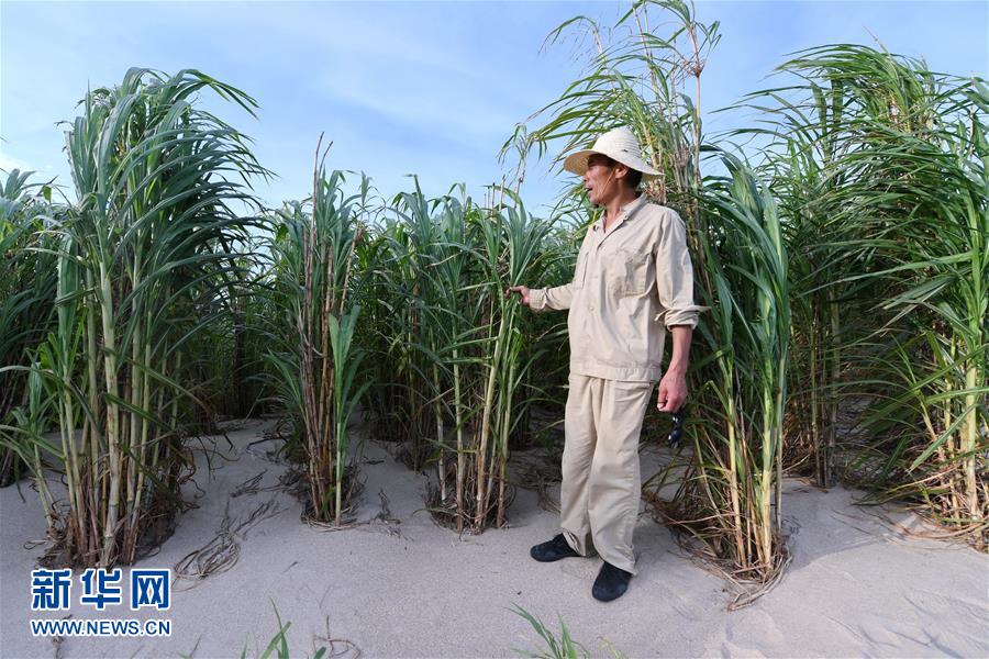 （不忘初心、牢記使命·圖文互動）（3）拳拳寸草心 濃濃報國情——記“菌草之父”林占熺