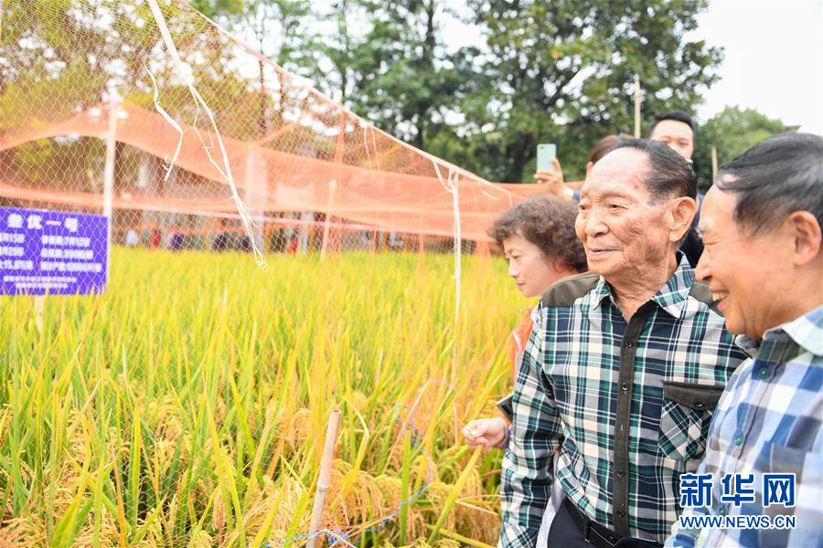 （圖文互動）（4）1046.3公斤！袁隆平第三代雜交水稻首次公開測產