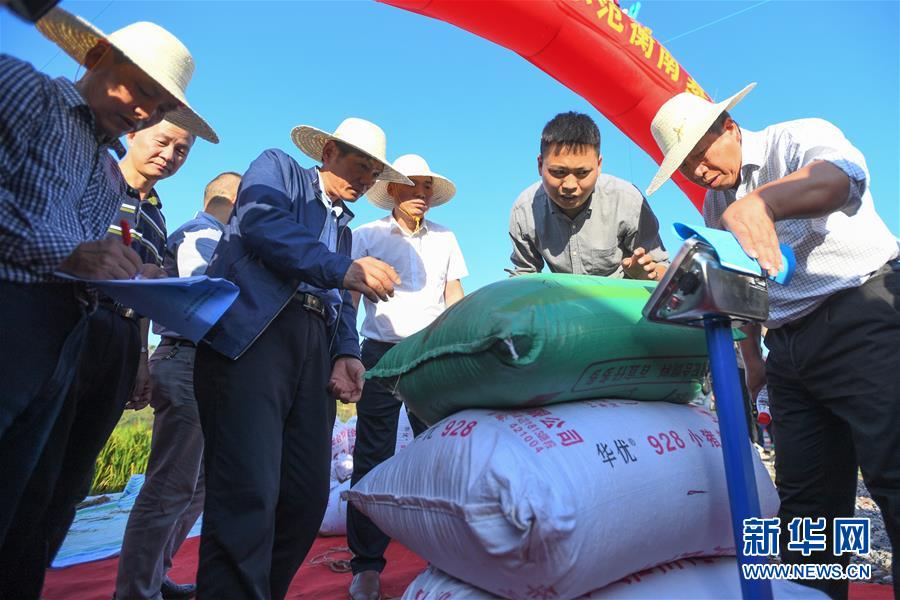 （圖文互動）（2）1046.3公斤！袁隆平第三代雜交水稻首次公開測產(chǎn)
