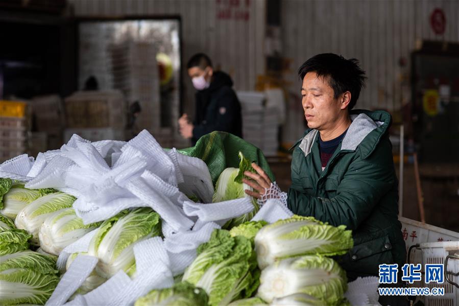 （抓好春耕備耕 穩(wěn)住農(nóng)業(yè)生產(chǎn)·圖文互動）（2）“栽種的是菜苗，收獲的是希望”——云南蔬菜集散地通海縣春耕見聞 