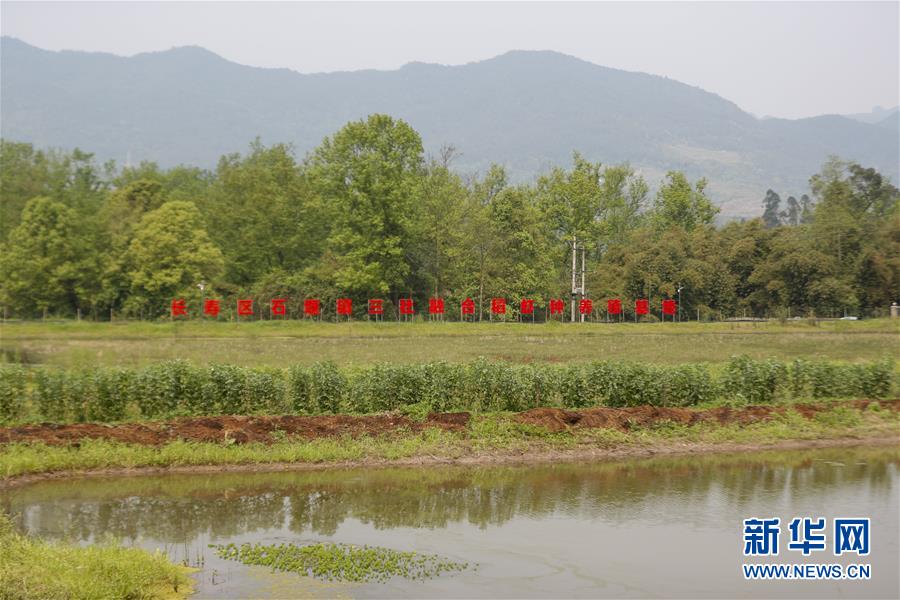 （圖文互動）（2）疏通產(chǎn)業(yè)鏈堵點 保障“菜籃子”供應(yīng)——重慶養(yǎng)殖大區(qū)力促養(yǎng)殖業(yè)補(bǔ)損復(fù)產(chǎn)