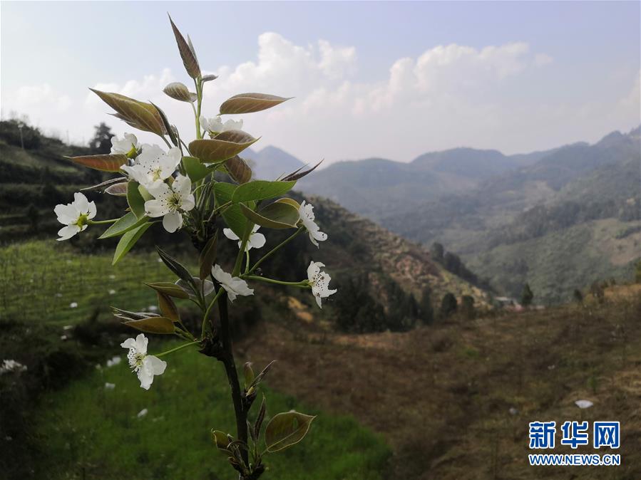 （決戰(zhàn)決勝脫貧攻堅(jiān)·圖文互動）（1）寄相思，償夙愿——5封清明“家書”里的決戰(zhàn)決勝信念