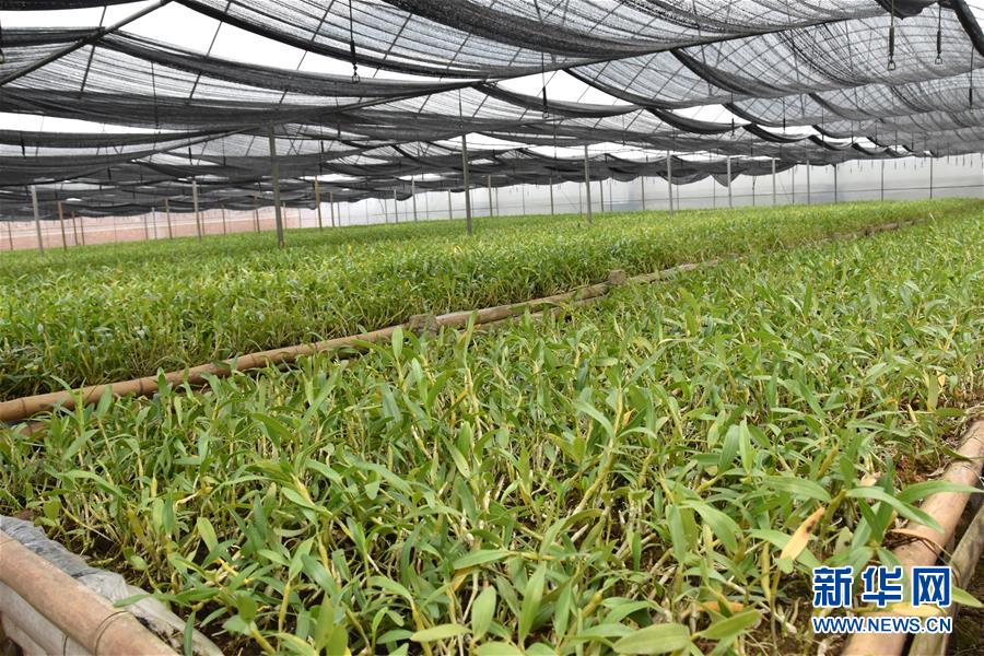 （決戰(zhàn)決勝脫貧攻堅·圖文互動）（1）這個脫貧縣的石頭為何比土金貴？