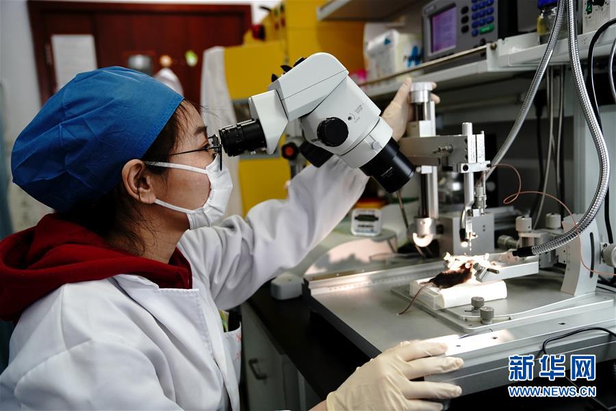 （圖文互動）（2）攻擊行為如何被大腦控制？科學家在小鼠大腦中發(fā)現(xiàn)“調(diào)節(jié)開關(guān)”