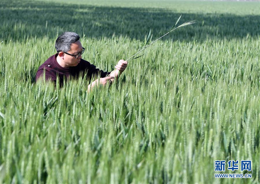 （在習(xí)近平新時(shí)代中國(guó)特色社會(huì)主義思想指引下——新時(shí)代新作為新篇章·習(xí)近平總書記關(guān)切事·圖文互動(dòng)）（5）新農(nóng)事、新希望——夏收前田間新動(dòng)態(tài)掃描