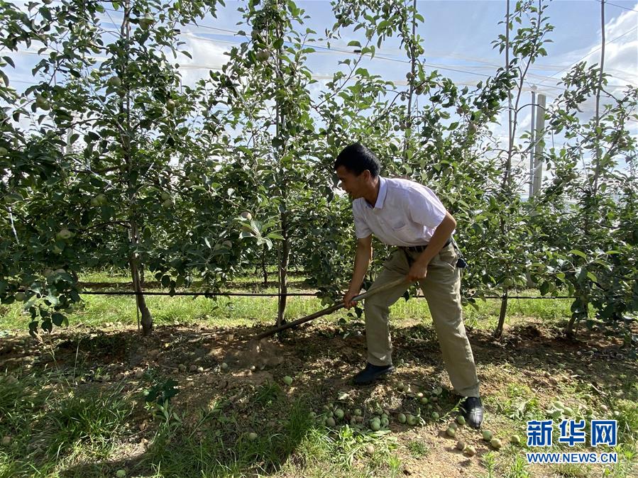 （決戰(zhàn)決勝脫貧攻堅·圖文互動）（1）高原紅了，日子好了——貴州海拔最高縣發(fā)展蘋果產(chǎn)業(yè)見聞