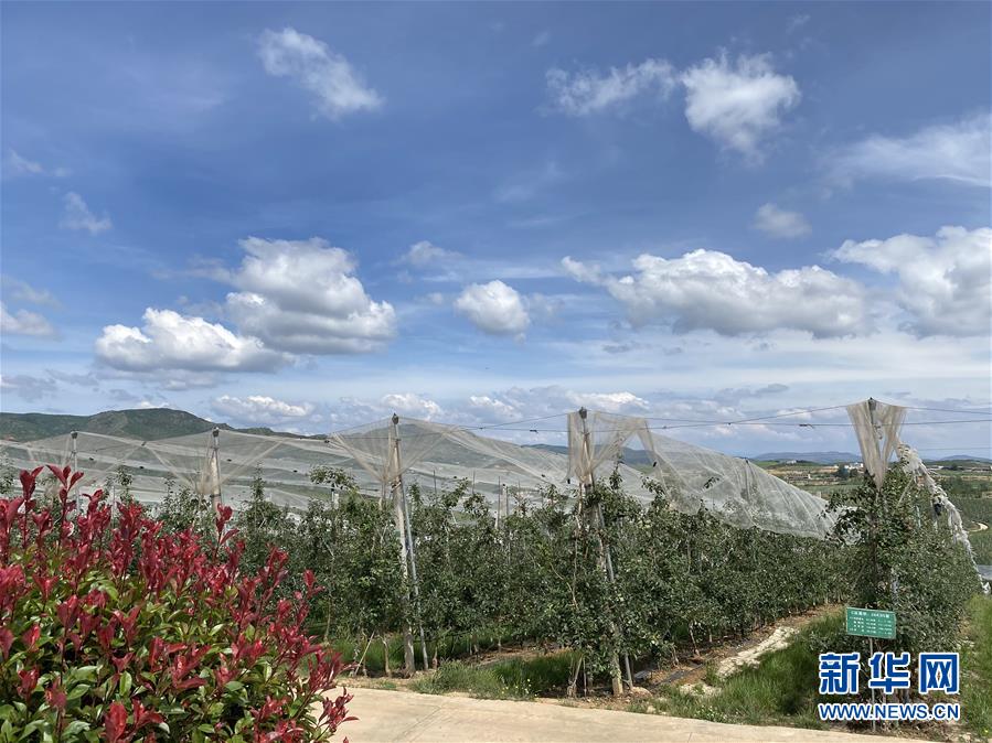 （決戰(zhàn)決勝脫貧攻堅·圖文互動）（3）高原紅了，日子好了——貴州海拔最高縣發(fā)展蘋果產(chǎn)業(yè)見聞