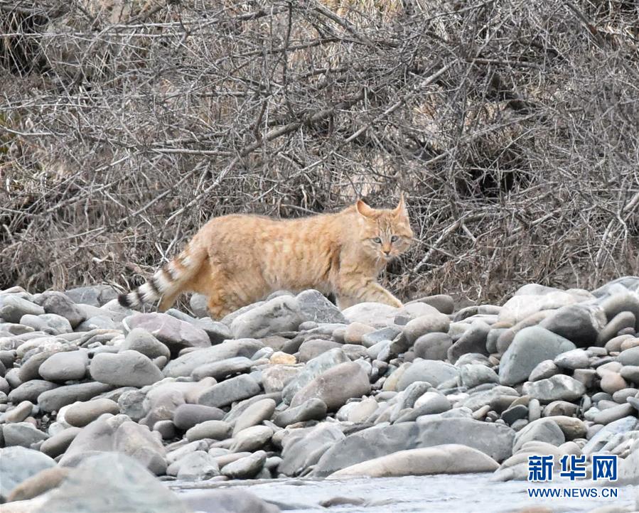 （圖文互動）（1）祁連山國家公園首個荒漠貓專項(xiàng)調(diào)查取得階段性成果