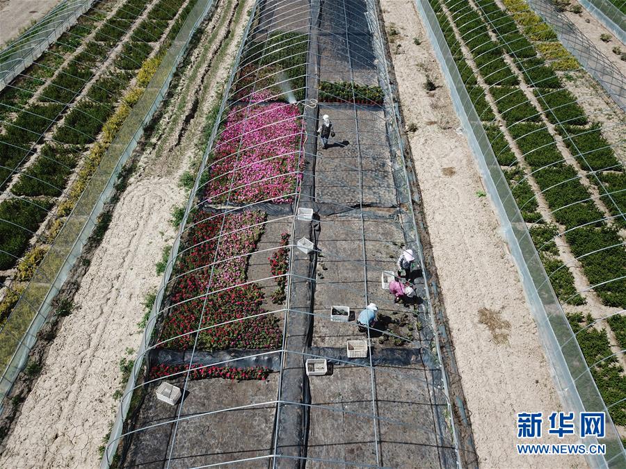 （新華全媒頭條·走向我們的小康生活·圖文互動(dòng)）（1）“苦甲”不再，“甘味”綿長(zhǎng)——脫貧攻堅(jiān)的甘肅味道