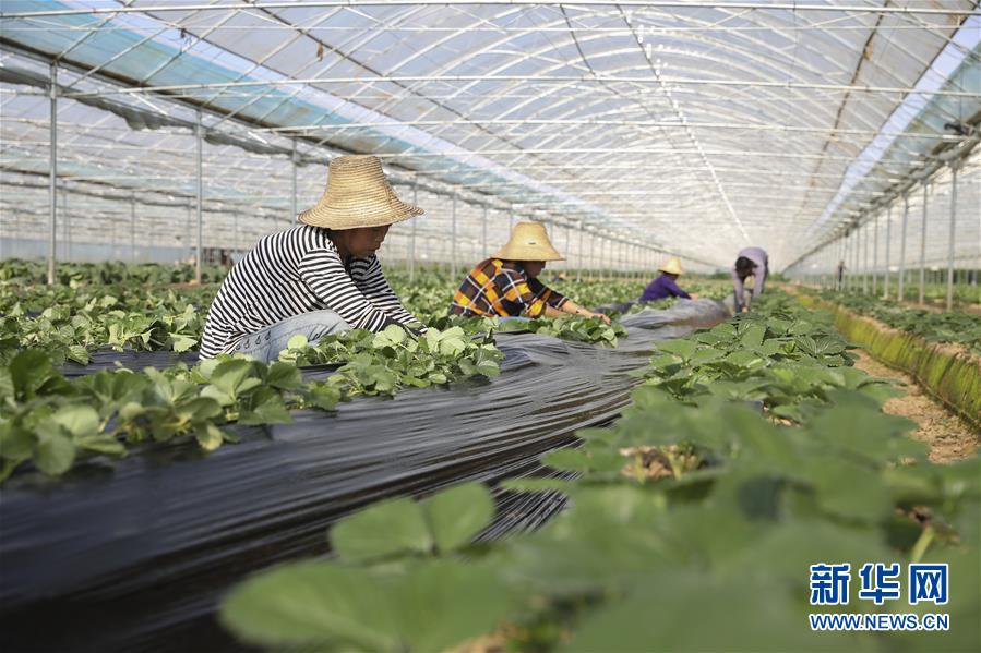 （新華全媒頭條·決戰(zhàn)決勝脫貧攻堅·督戰(zhàn)未摘帽貧困縣·圖文互動）（12）不獲全勝，決不收兵——全國52個掛牌督戰(zhàn)貧困縣脫貧攻堅紀(jì)實