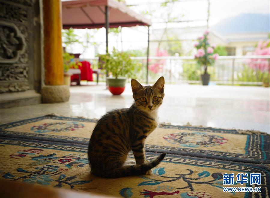 （走向我們的小康生活·決戰(zhàn)決勝脫貧攻堅·圖文互動）（3）甘青交界處的跨越——保安族、撒拉族的脫貧故事