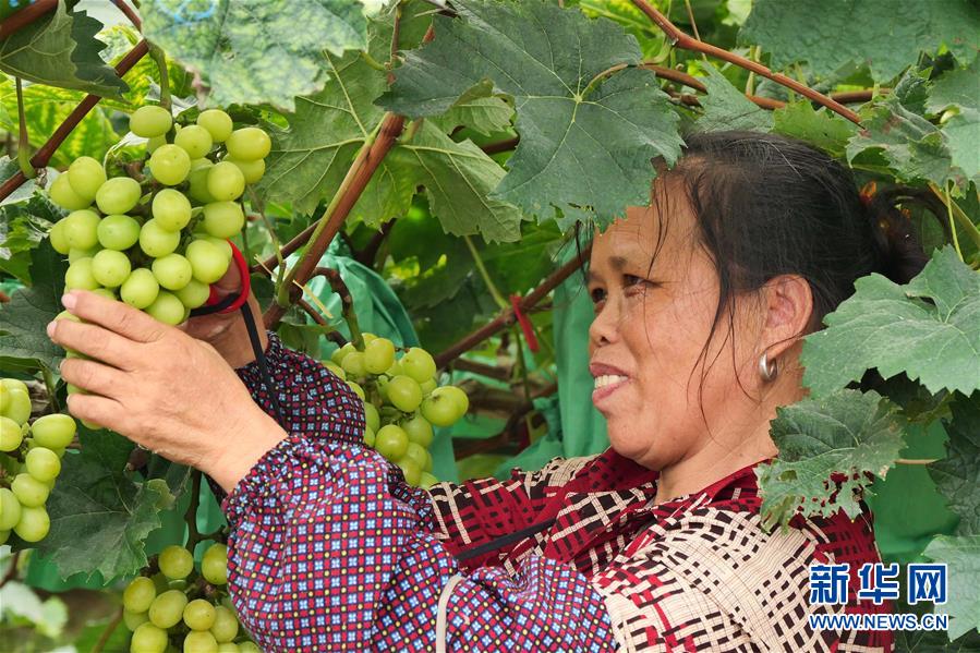 （決戰(zhàn)決勝脫貧攻堅(jiān)·圖文互動(dòng)）（2）同飲一江水 攜手“斬窮根”——深圳對(duì)口廣西河池、百色扶貧協(xié)作見(jiàn)聞