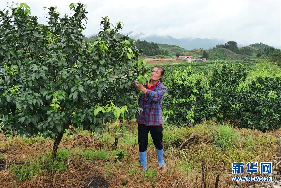 （決戰(zhàn)決勝脫貧攻堅(jiān)·圖文互動(dòng)）（10）同飲一江水 攜手“斬窮根”——深圳對(duì)口廣西河池、百色扶貧協(xié)作見(jiàn)聞