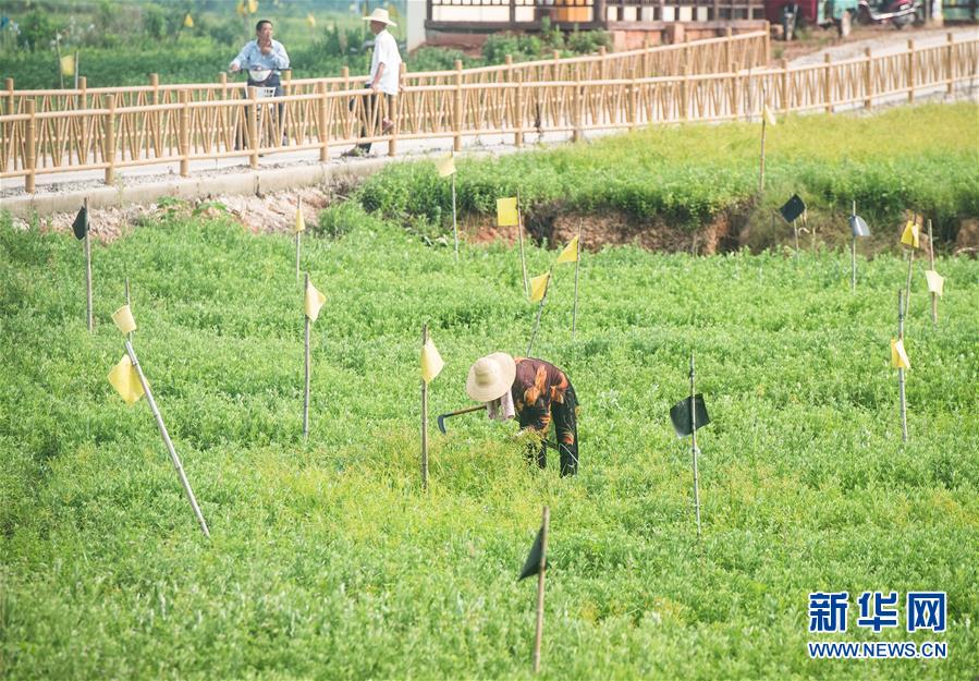 （新華全媒頭條·走向我們的小康生活·圖文互動）（9）特殊之年，荊楚大地書寫不平凡的答卷