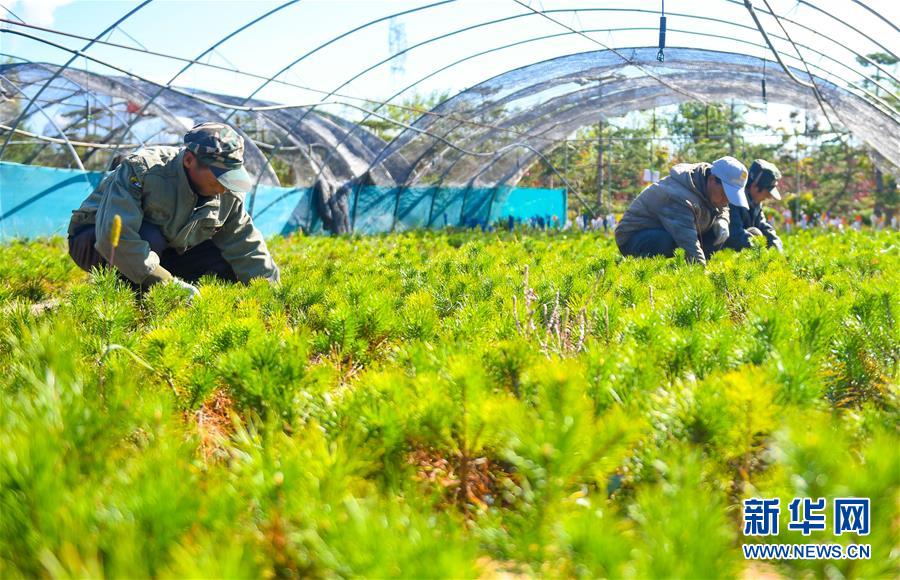 （在習(xí)近平新時代中國特色社會主義思想指引下——新時代新作為新篇章·習(xí)近平總書記關(guān)切事·圖文互動）（8）綠意，在黃沙中鋪展——我國防沙治沙紀(jì)實(shí)