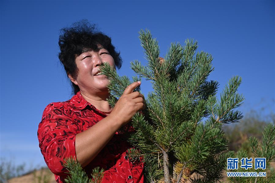 （在習(xí)近平新時代中國特色社會主義思想指引下——新時代新作為新篇章·習(xí)近平總書記關(guān)切事·圖文互動）（5）綠意，在黃沙中鋪展——我國防沙治沙紀(jì)實(shí)