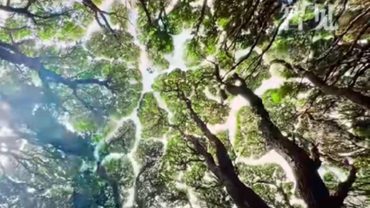 樹木為何會(huì)相互“禮讓”？