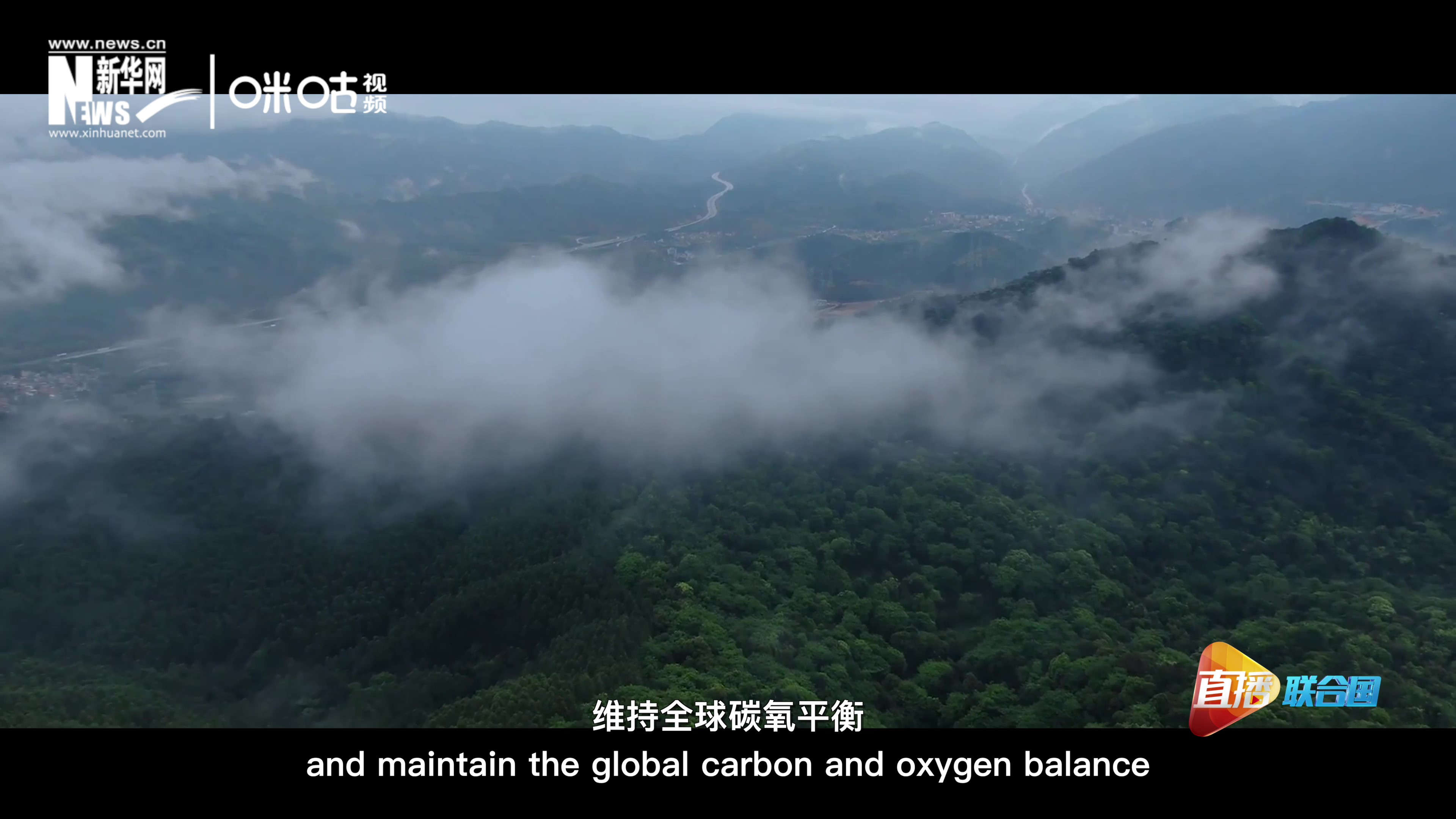 森林的碳匯可以協(xié)助減緩氣候變化，維持全球碳氧平衡