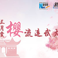 三月賞櫻，流連武大